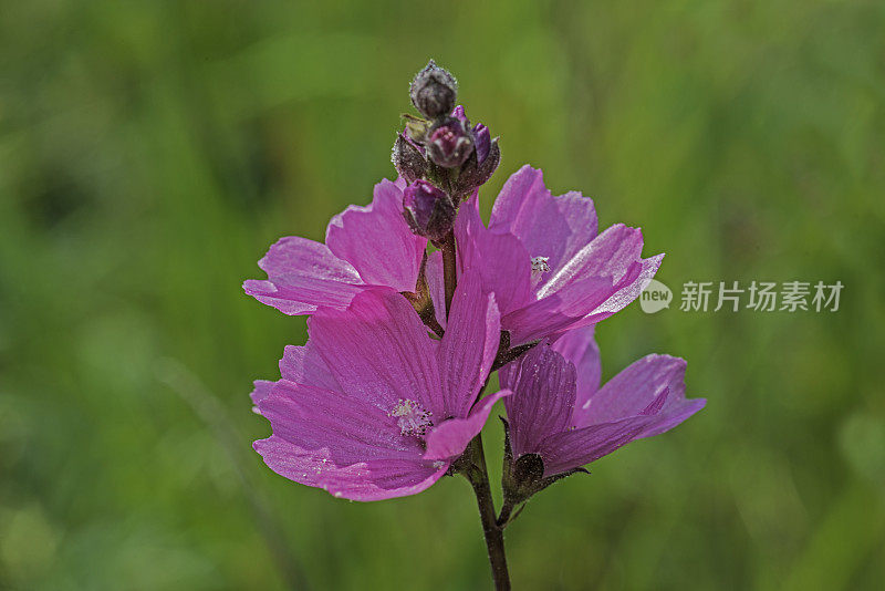 沼泽格子花，Sidalcea calycosa，圣罗莎平原春池;圣罗莎;加利福尼亚州索诺玛县